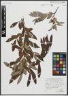 Foto von Salix appendiculata Vill. x Salix eleagnos Scop.